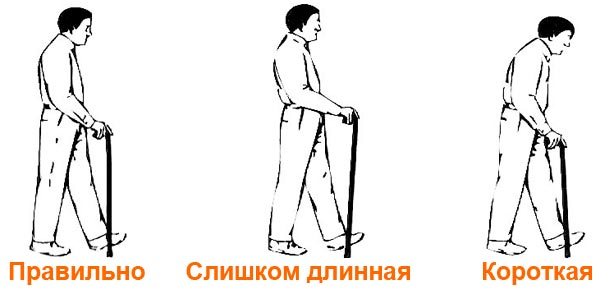 Высота трости