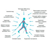 Скандинавские палки Огромная польза от скандинавской ходьбы.